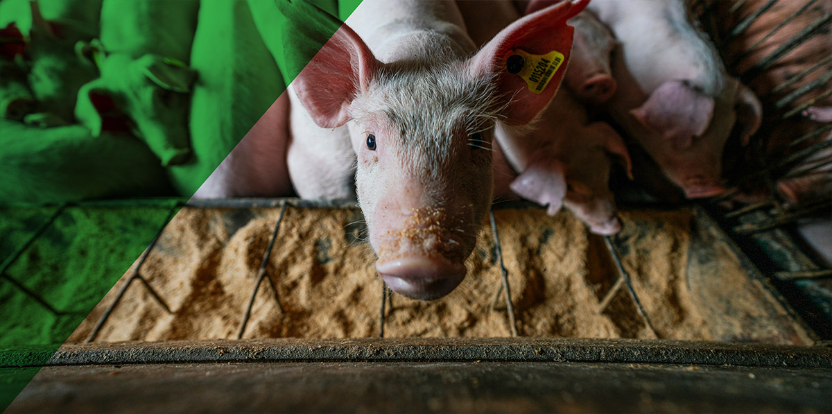 Imagen de lechón comiendo