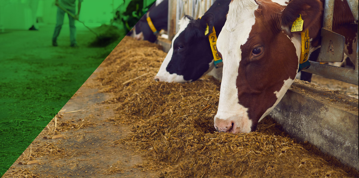 Imagen de lechón comiendo