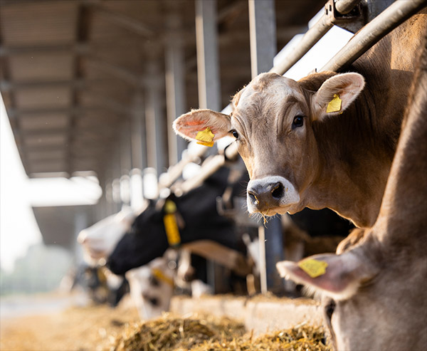 Imagen de vaca comiendo