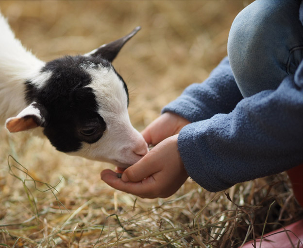 Imagen de carnero comiendo