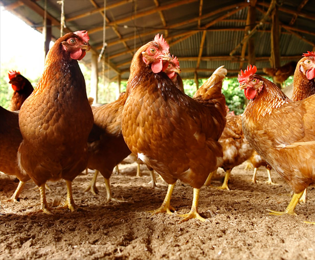Imagen de gallinas y gallos en granja