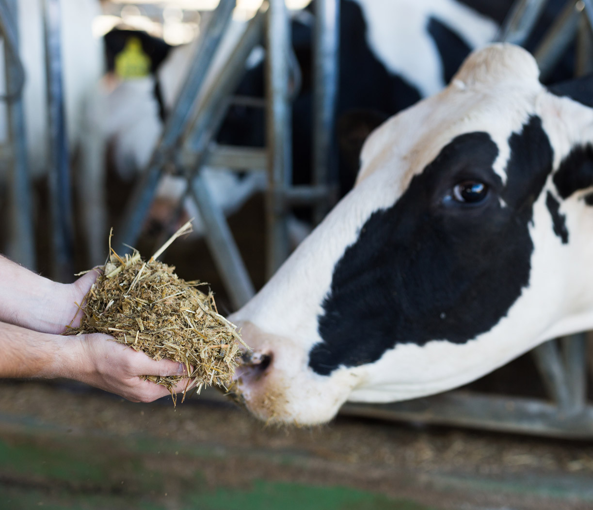 Imagen de una vaca comiendo en una granja