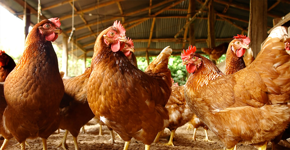 Foto de gallinas ponedoras en una granja