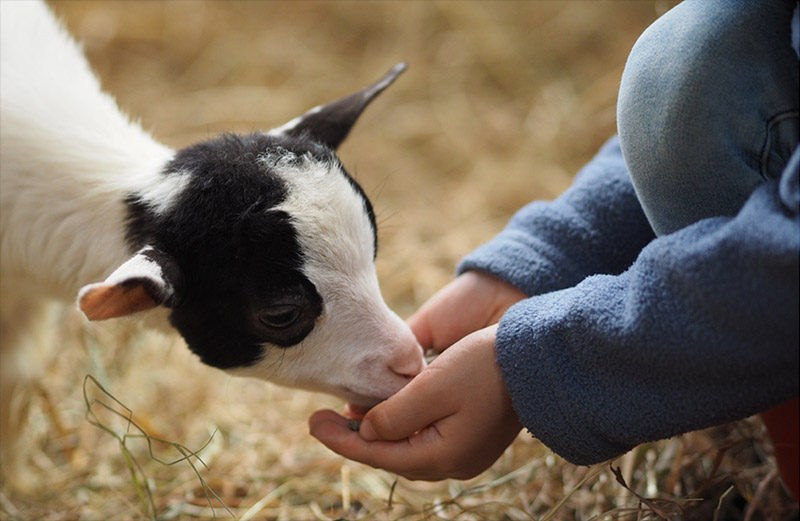Imagen de una vaca comiendo en una granja