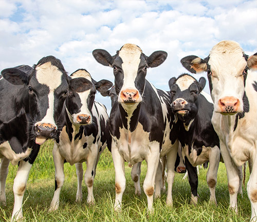 Imagen de una vaca pastando en el campo